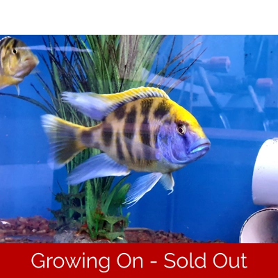 Nimbochromis venustus pairs 12-16cm females smaller , males just starting to colour COPY